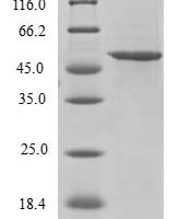 Human Splicing factor U2AF 26 kDa subunit (U2AF1L4) Recombinant Protein - BioCrest Sci