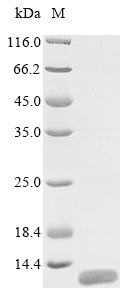Human Mucin-21 (MUC21), partial Recombinant Protein, Homo sapiens (Human), E.coli, Tag-Free, 7.3 kDa, purity >≥ 85% as determined by SDS-PAGE.