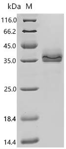 Human Epithelial cell adhesion molecule (EPCAM), partial, Biotinylated Recombinant Protein, Homo sapiens (Human), Mammalian cell, C-terminal 10xHis-Avi-tagged, 30.9 kDa, purity >≥ 95% as determined by SDS-PAGE.