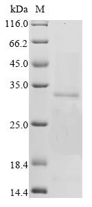 Bovine coronavirus Non-structural protein 2a (2a) Recombinant Protein, C-His, Bovine coronavirus (strain Quebec) (BCoV) (BCV), Baculovirus, C-terminal 6xHis-tagged, 33 kDa, purity >≥ 85% as determined by SDS-PAGE.