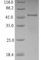 Rabbit Apolipoprotein E (APOE), partial Recombinant Protein - BioCrest Sci