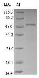 Rabbit Apolipoprotein E (APOE), partial Recombinant Protein, Oryctolagus cuniculus (Rabbit), E.coli, N-terminal 10xHis-SUMO-tagged and C-terminal Myc-tagged, 53.6 kDa, purity >≥ 90% as determined by SDS-PAGE.