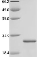 Streptomyces avidinii Streptavidin, partial Recombinant Protein - BioCrest Sci