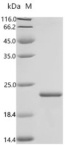 Streptomyces avidinii Streptavidin, partial Recombinant Protein, Streptomyces avidinii, E.coli, C-terminal 6xHis-tagged, 20.2 kDa, purity >≥ 85% as determined by SDS-PAGE.