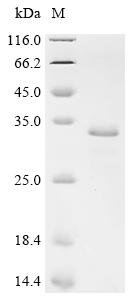 Mycobacterium tuberculosis Protein grpE (grpE) Recombinant Protein, C-His, Mycobacterium tuberculosis (strain ATCC 25618 / H37Rv), Yeast, C-terminal 6xHis-tagged, 26.2 kDa, purity >≥ 95% as determined by SDS-PAGE.