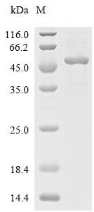 Human Dual specificity protein phosphatase 6 (DUSP6) Recombinant Protein, Homo sapiens (Human), E.coli, C-terminal 6xHis-tagged, 49.2 kDa, purity >≥ 85% as determined by SDS-PAGE.