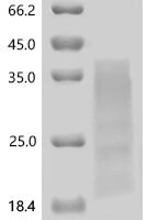 Macaca fascicularis Interferon gamma (IFNG) Recombinant Protein - BioCrest Sci