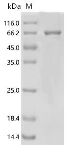 Human Glutamate receptor ionotropic, NMDA 1 (GRIN1), partial Recombinant Protein, Homo sapiens (Human), E.coli, C-terminal 6xHis-tagged, 67.5 kDa, purity >≥ 85% as determined by SDS-PAGE.