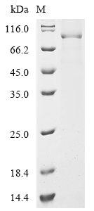 Mouse Desmoglein-3 (Dsg3), partial Recombinant Protein, C-hFc1, Mus musculus (Mouse), Baculovirus, C-terminal hFc1-tagged, 91.6 kDa, purity >≥ 85% as determined by SDS-PAGE.