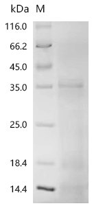 Human Programmed cell death 1 ligand 1 (CD274) (K136A), partial Recombinant Protein, Homo sapiens (Human), Yeast, C-terminal 6xHis-tagged, 26.6 kDa, purity >≥ 90% as determined by SDS-PAGE.