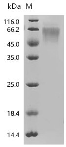 Human Eukaryotic translation initiation factor 4E-binding protein 1 (EIF4EBP1) Recombinant Protein, N-mFc, Homo sapiens (Human), Mammalian cell, N-terminal mFc-tagged, 12.6 kDa, purity >≥ 90% as determined by SDS-PAGE.≥ 95% as determined by SEC-HPLC.