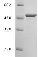 Human Cytotoxic granule associated RNA binding protein TIA1 (TIA1) Recombinant Protein, N-10His - BioCrest Sci