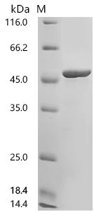 Human Cytotoxic granule associated RNA binding protein TIA1 (TIA1) Recombinant Protein, N-10His, Homo sapiens (Human), E.coli, N-terminal 10xHis-tagged, 49.0 kDa, purity >≥ 90% as determined by SDS-PAGE.