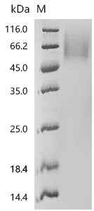Human MHC Class I chain-related protein (MICA), partial Recombinant Protein, C-10His, aa 24–309, UniProt A0A385JFK0, Homo sapiens (Human), Yeast, C-terminal 10xHis-tagged, 35.0 kDa, purity >≥ 95% as determined by SDS-PAGE.≥ 95% as determined by SEC-HPLC.