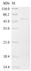 Arabidopsis thaliana Transcription factor VIP1 (VIP1) Recombinant Protein, Arabidopsis thaliana (Mouse-ear cress), E.coli, C-terminal 6xHis-tagged, 44.7 kDa, purity >≥ 90% as determined by SDS-PAGE.