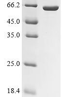 Human Mitogen-activated protein kinase 14 (MAPK14) Recombinant Protein - BioCrest Sci