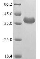 Triticum aestivum Alpha/beta-gliadin A-II Recombinant Protein - BioCrest Sci