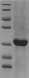 Chicken Riboflavin-binding protein, partial Recombinant Protein, N-His, aa 18–225, E.coli, Gallus gallus (Chicken), E.coli, N-terminal 6xHis-tagged, 27.8 kDa, purity >≥ 90% as determined by SDS-PAGE.