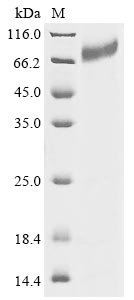 Human Integrin beta-7 (ITGB7), partial Recombinant Protein, N-10His, Homo sapiens (Human), E.coli, N-terminal 10xHis-tagged, 82.5 kDa, purity >≥ 85% as determined by SDS-PAGE.