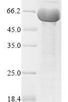 Mycobacterium tuberculosis Immunogenic protein MPT64 (mpt64) Recombinant Protein, N-MBP/C-His - BioCrest Sci