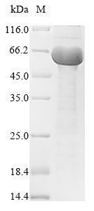 Mycobacterium tuberculosis Immunogenic protein MPT64 (mpt64) Recombinant Protein, N-MBP/C-His, Mycobacterium tuberculosis (strain ATCC 25618 / H37Rv), Baculovirus, N-terminal MBP-tagged and C-terminal 6xHis-tagged, 66.4 kDa, purity >≥ 85% as determined by SDS-PAGE.
