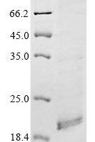 Mouse Apelin receptor (Aplnr), partial Recombinant Protein - BioCrest Sci