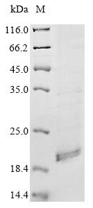 Mouse Apelin receptor (Aplnr), partial Recombinant Protein, Mus musculus (Mouse), E.coli, N-terminal 10xHis-tagged and C-terminal Myc-tagged, 15.1 kDa, purity >≥ 85% as determined by SDS-PAGE.