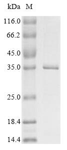 Porcine parvovirus Initiator protein NS1 (NS1), partial Recombinant Protein, Porcine parvovirus (strain NADL-2) (PPV), E.coli, N-terminal 10xHis-tagged and C-terminal Myc-tagged, 35.4 kDa, purity >≥ 85% as determined by SDS-PAGE.