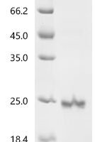 Human Growth/differentiation factor 2 (GDF2) Recombinant Protein - BioCrest Sci