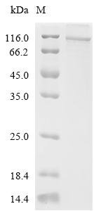 Human Protein mono-ADP-ribosyltransferase PARP9 (PARP9) Recombinant Protein, Homo sapiens (Human), E.coli, C-terminal 6xHis-tagged, 103.3 kDa, purity >≥ 85% as determined by SDS-PAGE.