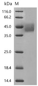 Mouse Tumor-associated calcium signal transducer 2(Tacstd2), partial Recombinant Protein, Mus musculus (Mouse), Mammalian cell, C-terminal 10xHis-tagged, 29.4 kDa, purity >≥ 95% as determined by SDS-PAGE.