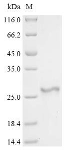 Human Adrenodoxin, mitochondrial (FDX1) Recombinant Protein, Homo sapiens (Human), E.coli, N-terminal 10xHis-tagged and C-terminal Myc-tagged, 21.0 kDa, purity >≥ 90% as determined by SDS-PAGE.