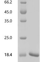 Human Ubiquitin-like protein NEDD8 (NEDD8) Recombinant Protein - BioCrest Sci