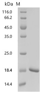 Human Ubiquitin-like protein NEDD8 (NEDD8) Recombinant Protein, Homo sapiens (Human), E.coli, C-terminal 6xHis-tagged, 16.0 kDa, purity >≥ 95% as determined by SDS-PAGE.