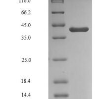 Human Glyceraldehyde-3-phosphate dehydrogenase, testis-specific (GAPDHS), partial Recombinant Protein - BioCrest Sci