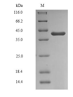 Human Glyceraldehyde-3-phosphate dehydrogenase, testis-specific (GAPDHS), partial Recombinant Protein, Homo sapiens (Human), Baculovirus, N-terminal 6xHis-tagged, 39.1 kDa, purity >≥ 85% as determined by SDS-PAGE.