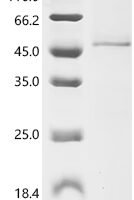 Mouse Neurogenic differentiation factor 1 (Neurod1) Recombinant Protein, C-10His - BioCrest Sci