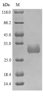Human Large proline-rich protein BAG6 (BAG6), partial Recombinant Protein, Homo sapiens (Human), Yeast, N-terminal 10xHis-tagged and C-terminal Myc-tagged, 38.7 kDa, purity >≥ 85% as determined by SDS-PAGE.