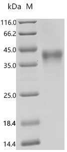 Mouse Tumor necrosis factor receptor superfamily member 4 (Tnfrsf4) Recombinant Protein, Mus musculus (Mouse), Mammalian cell, C-terminal 10xHis-tagged, 22.7 kDa, purity >≥ 95% as determined by SDS-PAGE.