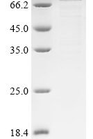 Rat Neurosecretory protein VGF (Vgf) Recombinant Protein - BioCrest Sci