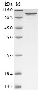 Rat Neurosecretory protein VGF (Vgf) Recombinant Protein, Rattus norvegicus (Rat), E.coli, N-terminal 10xHis-tagged, 69.3 kDa, purity >≥ 85% as determined by SDS-PAGE.