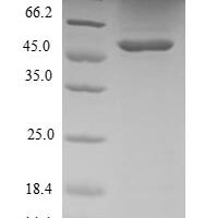 Human Ras-related protein R-Ras2 (RRAS2) Recombinant Protein - BioCrest Sci