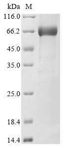 Human Kallikrein-9 (KLK9) Recombinant Protein, Homo sapiens (Human), Mammalian cell, C-terminal hFc1-tagged, 49.2 kDa, purity >≥ 90% as determined by SDS-PAGE.