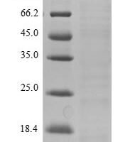 Human Late cornified envelope protein 3A (LCE3A) Recombinant Protein, N-10His - BioCrest Sci