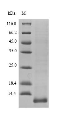 Human Late cornified envelope protein 3A (LCE3A) Recombinant Protein, N-10His, Homo sapiens (Human), E.coli, N-terminal 10xHis-tagged, 12.6 kDa, purity >≥ 90% as determined by SDS-PAGE.
