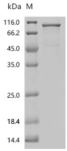 Human Protein-glutamine gamma-glutamyltransferase 2 (TGM2) (Y443G) Recombinant Protein, Homo sapiens (Human), E.coli, C-terminal 6xHis-tagged, 84.1 kDa, purity >≥ 85% as determined by SDS-PAGE.