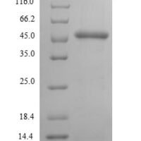 Streptococcus pyogenes serotype M1 CTP synthase (pyrG), partial Recombinant Protein - BioCrest Sci