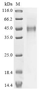 Human Inducible T-cell costimulator (ICOS), partial Recombinant Protein, Homo sapiens (Human), Mammalian cell, C-terminal hFc1-tagged, 42.7 kDa, purity >≥ 90% as determined by SDS-PAGE.