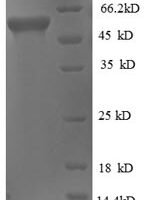 Thermus thermophilus Glycerol kinase (glpK) Recombinant Protein - BioCrest Sci