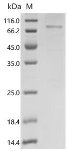 Human Lysyl oxidase homolog 1 (LOXL1) Recombinant Protein, N-His-SUMO, Homo sapiens (Human), E.coli, N-terminal 6xHis-SUMO-tagged, 71.1 kDa, purity >≥ 85% as determined by SDS-PAGE.